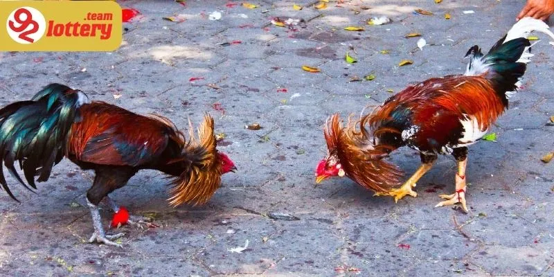 Những yếu tố làm nên một chiến kê đẳng cấp trong giới đá gà cựa